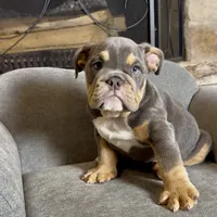 Rocco , a male English Bulldog for sale in Houston, TX – 2 of 4