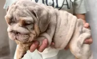 Diesel , a male English Bulldog for sale in Houston, TX – 2 of 4