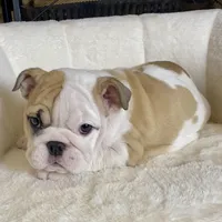 Pebbles, a female English Bulldog for sale in Houston, TX – 4 of 5