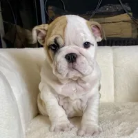 Pebbles, a female English Bulldog for sale in Houston, TX – 3 of 5