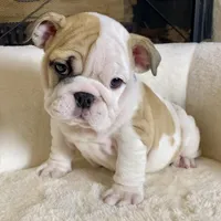 Pebbles, a female English Bulldog for sale in Houston, TX – 1 of 5