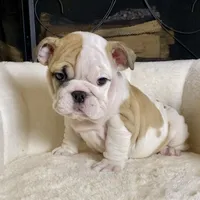 Pebbles, a female English Bulldog for sale in Houston, TX – 2 of 5