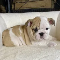 Pebbles, a female English Bulldog for sale in Houston, TX – 5 of 5