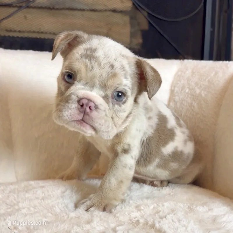 Daisy  – English Bulldog puppy for sale in Houston, TX