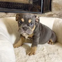 Zoey , a female English Bulldog for sale in Houston, TX – 1 of 4