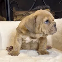 Grumpy , a male English Bulldog for sale in Houston, TX – 3 of 4