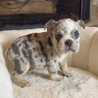 Max , a male English Bulldog for sale in Houston, TX – 3 of 3