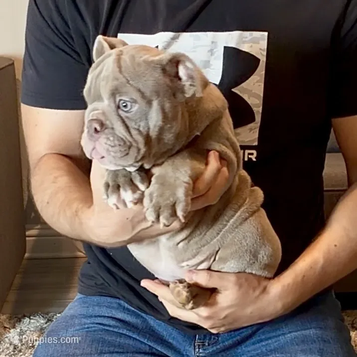 Rosie  – English Bulldog puppy for sale in Houston, TX