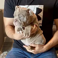 Rosie , a female English Bulldog for sale in Houston, TX – 3 of 4