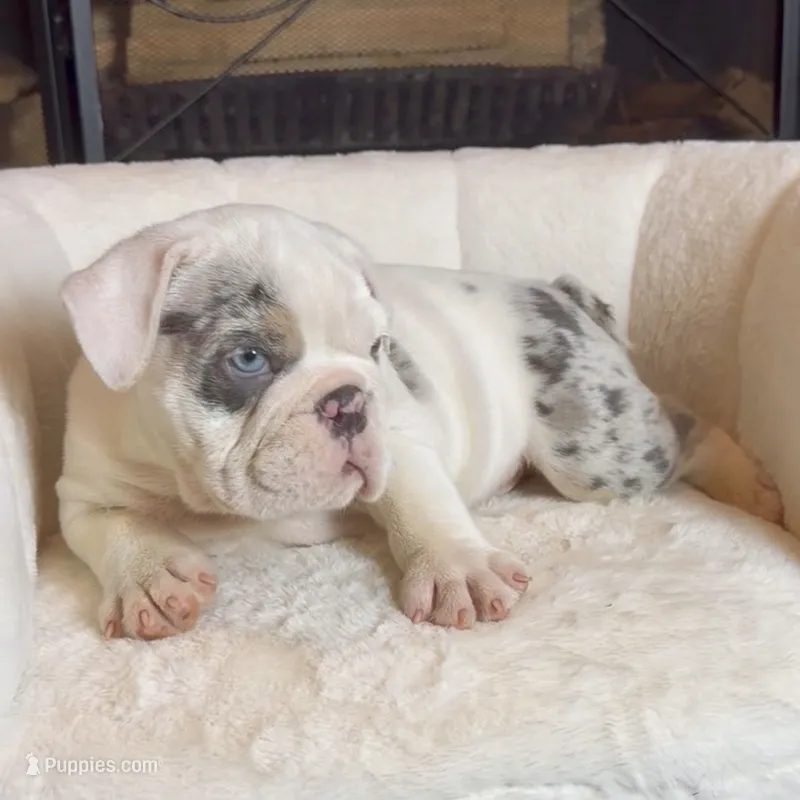 Frost  – English Bulldog puppy for sale in Houston, TX