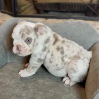 Mallow , a male English Bulldog for sale in Houston, TX – 2 of 5