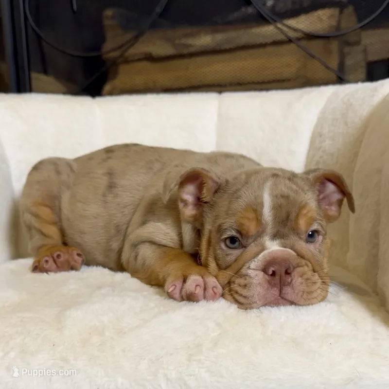 Daisy  – English Bulldog puppy for sale in Houston, TX