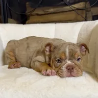 Daisy , a female English Bulldog for sale in Houston, TX – 3 of 4
