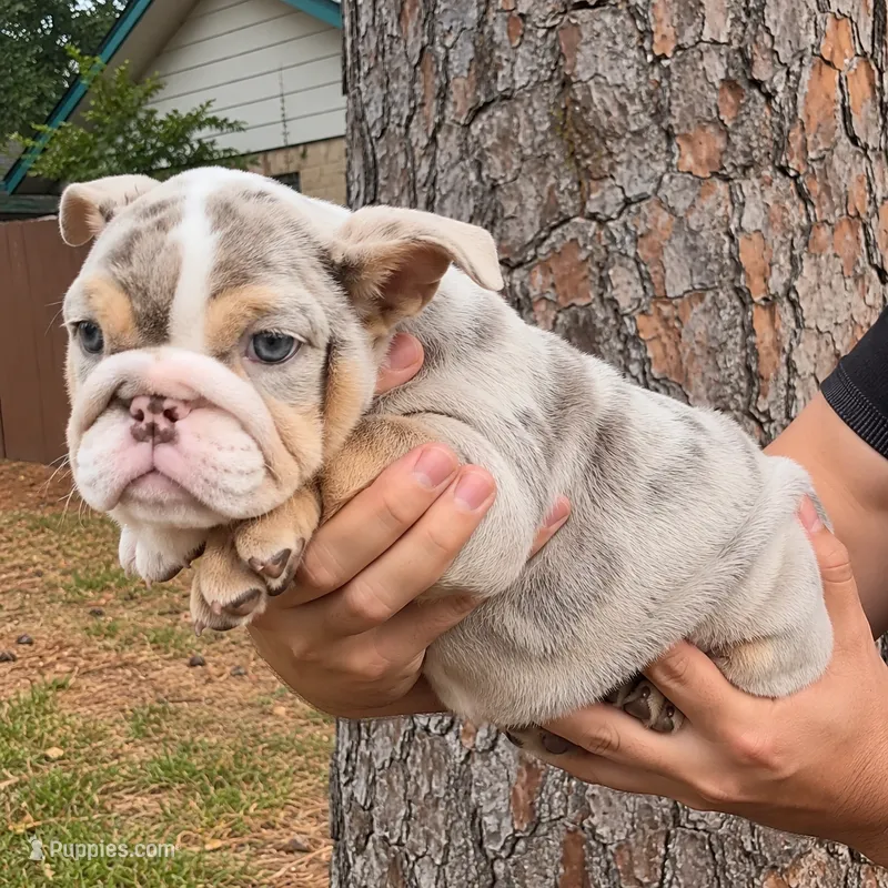 Chanel  – English Bulldog puppy for sale in Houston, TX