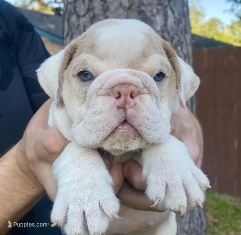 Chanel  – English Bulldog puppy for sale in Houston, TX