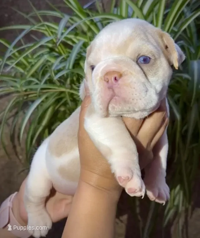 Chanel  – English Bulldog puppy for sale in Houston, TX