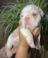 Chanel , a female English Bulldog for sale in Houston, TX – Photo 1 of 3