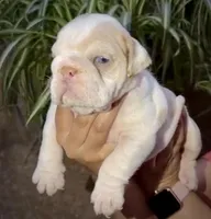 Chanel , a female English Bulldog for sale in Houston, TX – Photo 3 of 3