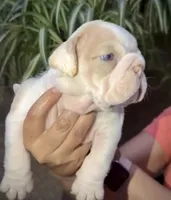 Chanel , a female English Bulldog for sale in Houston, TX – Photo 2 of 3