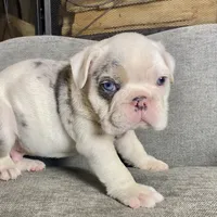 Frost , a male English Bulldog for sale in Houston, TX – 2 of 3