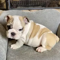 Dino , a male English Bulldog for sale in Houston, TX – 3 of 4
