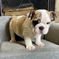 Dino , a male English Bulldog for sale in Houston, TX – 4 of 4