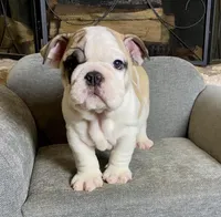 Dino , a male English Bulldog for sale in Houston, TX – 2 of 4