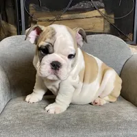 Dino , a male English Bulldog for sale in Houston, TX – 1 of 4