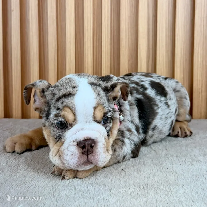 Millie  – English Bulldog puppy for sale in Houston, TX