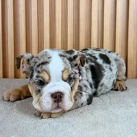 Millie , a female English Bulldog for sale in Houston, TX – 1 of 3