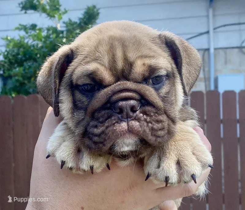Hermes  – English Bulldog puppy for sale in Houston, TX