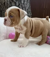 🇬🇧 Penny 🎀, a female English Bulldog for sale in Houston, TX – Photo 2 of 4