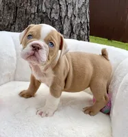 🇬🇧 Penny 🎀, a female English Bulldog for sale in Houston, TX – Photo 1 of 4