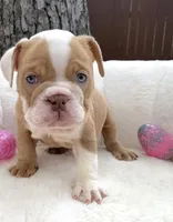 🇬🇧 Penny 🎀, a female English Bulldog for sale in Houston, TX – Photo 3 of 4