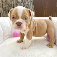 🇬🇧 Penny 🎀, a female English Bulldog for sale in Houston, TX – Photo 4 of 4
