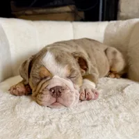 Josie , a female English Bulldog for sale in Houston, TX – 3 of 4