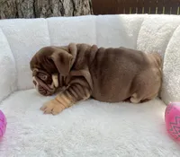 🇬🇧 Muffin 🎀 , a female English Bulldog for sale in Houston, TX – Photo 3 of 5