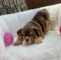 🇬🇧 Muffin 🎀 , a female English Bulldog for sale in Houston, TX – Photo 2 of 5