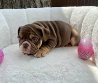 🇬🇧 Muffin 🎀 , a female English Bulldog for sale in Houston, TX – Photo 4 of 5
