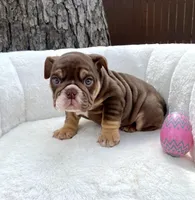 🇬🇧 Muffin 🎀 , a female English Bulldog for sale in Houston, TX – Photo 1 of 5