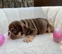 🇬🇧 Muffin 🎀 , a female English Bulldog for sale in Houston, TX – Photo 5 of 5