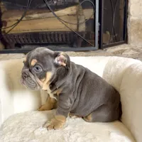 Zoey , a female English Bulldog for sale in Houston, TX – 3 of 4