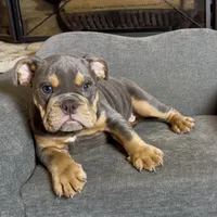 Bruno , a male English Bulldog for sale in Houston, TX – 3 of 4