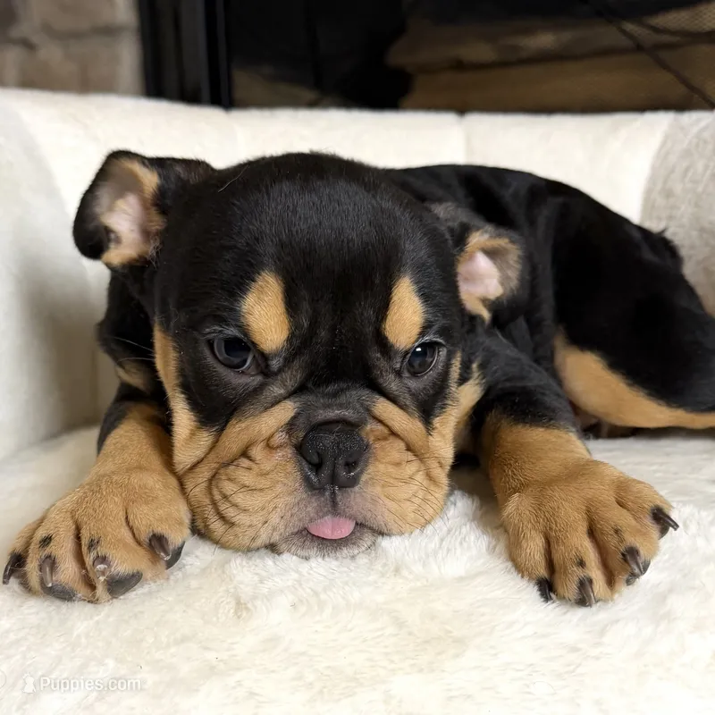 Roxy – English Bulldog puppy for sale in Houston, TX