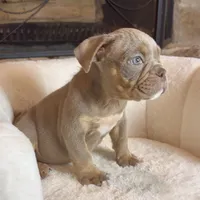 Bella , a female English Bulldog for sale in Houston, TX – 3 of 3