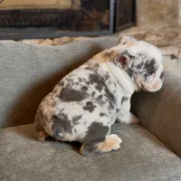 Snow , a male English Bulldog for sale in Houston, TX – 5 of 5
