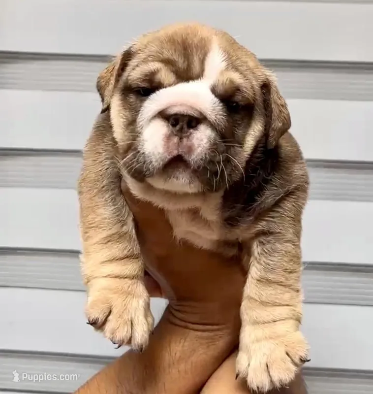 Hera  – English Bulldog puppy for sale in Houston, TX