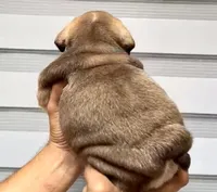 Hera , a female English Bulldog for sale in Houston, TX – 3 of 3