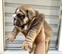 Hera , a female English Bulldog for sale in Houston, TX – 2 of 3