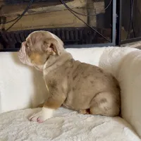 Josie , a female English Bulldog for sale in Houston, TX – 4 of 4